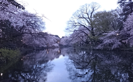 お花見